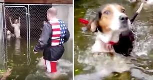 Hurricane Florence Volunteer Is A Hero After He Rescues 6 Dogs Left Behind In Locked Cage