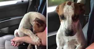 Starving, Abandoned Dog Shows His Rescuer How Grateful He Is After Being Saved