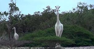 Rare White Giraffes Have Been Caught On Camera For The First Time Ever