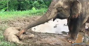 Mama Elephant Gently Checks On Sleeping Baby And It's So Adorable