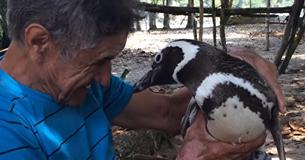 Penguin Swims 5,000 Miles Each Year To See The Man Who Saved Its Life