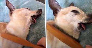 Dog Falls Into Hypnotic Trance When Owner Strokes It With Hairbrush