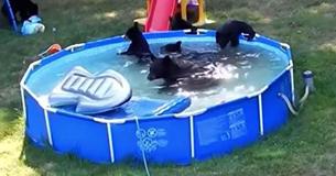 It's A Pool Party  This Black Bear And Her Cubs Make Themselves At Home In New Jersey Family's Backyard