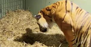 Bedreigde tijger baarde doodgeboren kind - maar toen haar moederlijke instincten naar voren kwamen stonden de dierenverzorgers versteld