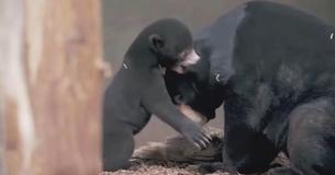 The First Sun Bear Cub To Be Born In The UK Has Emerged From Her Den To Steal Our Hearts