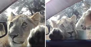 Video Recorded Of A Young Lion Showing It´s Playful Side In The Kruger National Park In South Africa