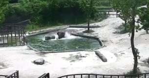 Elephant Thrashes Through Water To Save Baby Who Fell In And It All Got Filmed By The Security Camera