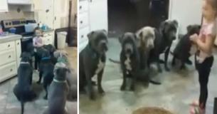 4-Year-Old-Girl Feeds Room Full Of Pit-bulls And Shows Them Who's Boss
