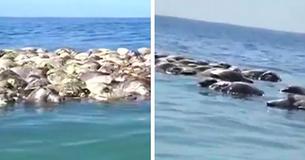 Over 300 Endangered Turtles Found Dead In A Discarded Fishing Net