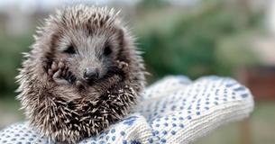 Unterversorgte Igel - so kannst Du sie retten