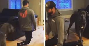 Great Dane Imitates Owner's Lunges And Becomes Overnight Internet Star