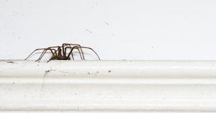 Hilfreiche Tricks um Spinnen im Haus zu vermeiden