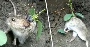 Un agricoltore scopre un topo con una pianta di soia cresciuta sulla schiea