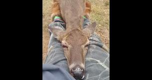 Wild Deer Approaches A Woman And Then Surprises Her By Cuddling Her