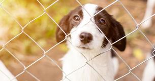 Sechs eingeschlossene Hunde vor dem sicheren Tod gerettet - ein tapferer Mann trotzte dem Unwetter
