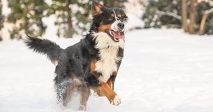 Kannst Du diese süßen Hunde ihren berühmten Besitzern zuordnen?