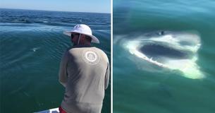 Terrifying Moment Great White Shark Steals Fisherman’s Catch