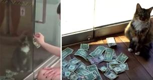 Cat Steals Money From Passersby And Donates It To Charity