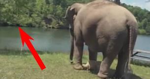 3 weken lang bleef deze oude olifant op dezelfde plek staan, en KIJK op wie ze aan het wachten was 