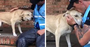 Dog Abandoned During Hurricane Florence Is Terrified Until He Sees Rescuers