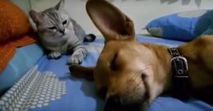 La réaction de ce chat au pet de ce chien qui dort, vous fera vous marrer  