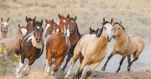 These Beautiful Wild Horses From North Carolina Made It Out Of Hurricane Florence Completely Unharmed