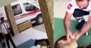 Dog Gets Stolen And Dumped - So She Takes Herself To The Hospital