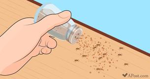 7 Manieren om van insecten af te komen in je huis (en ze werken echt 