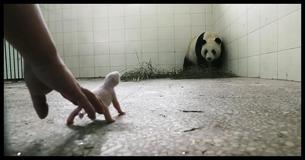 Dierentuinpersoneel bezorgd dat moederpanda haar baby zal afwijzen, totdat de camera het moment vangt waarop haar instincten naar boven komen