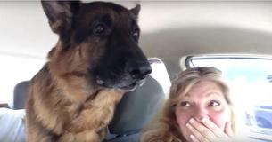 Door de reactie van deze Duitse herder wanneer hij zich realiseert dat hij bij de dierenarts ligt het internet in een deuk