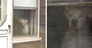 Man Steps Outside And Catches Hilarious Footage Of Dog "Following" Him Around His House Which Goes Viral