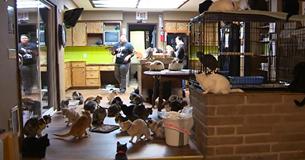 Woman Claims She Lives With Over 1000 Cats - Footage Of Her Home From The Inside Has Everyone Flabbergasted