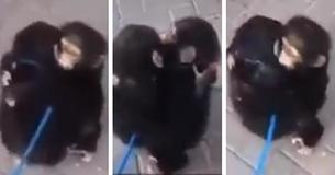 Monkey Brothers Get Separated In Captivity - Only To Get A Heartwarming Reunion