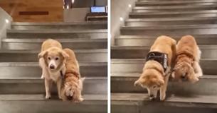 Blind Dog Has Personal Service Dog To Guide Him Around