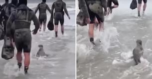 Baby Seal Joins Navy In Training Exercise And Hilariously Wins Over Everyone's Heart