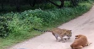 Brave Dog Holds Its Ground When A Leopard Attempted To Attack It In Indian Safari