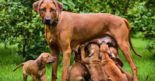 These Dogs Are Giving Us 'Widower Who Brings Up His Children' Realness