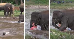 Heartwarming Moment Baby Elephant Rescues Man She Mistakenly Believes To Be In Danger