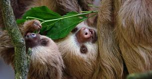 These Baby Sloths Having A Conversation Is The Cutest Thing You'll See All Day