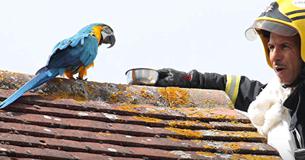 Parrot Escapes Owners' Home, Cusses Firefighters Out While They Try To Rescue Her