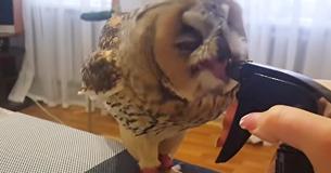 This Owl Has The Internet Cracking Up With His Reaction To A Squirt Bottle Bath