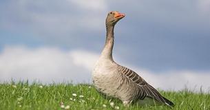 My Goose Friend - The Heartwarming Friendship Between A Guy And A Bird He Saved