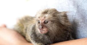 The Baby Monkey Cries Like A Human When He Is Born And His Mother Tragically Passes Away At The Same Time