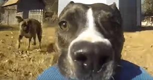 Genius Dog Steals Owners Go Pro And We Can't Stop Laughing 