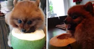 This Adorable Little Pup Turns Into A Vicious Beast When Someone Tries To Steal Her Coconut