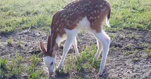 Incredibly Beautiful Fawn Named Dragon Rejected After Birth