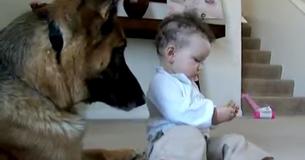 Une petite fille pique une gâterie de son berger allemand, ce qui a mené à un résultat que son père n'avait pas prévu