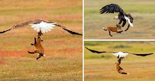 Un photographe prend des photos incroyables d'un renard contre un aigle - et tout se passe à 6 m dans les airs