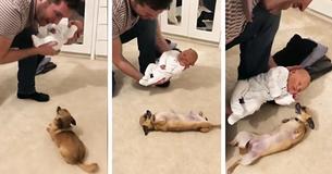 Regarde la réaction douce de cette petite chienne lorsqu'elle rencontre le nouveau membre de la famille pour la première fois