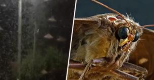 This French Town Has Been Taken Over By A Massive Cloud Of Moths - And It's Terrifying